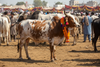 Qurbani